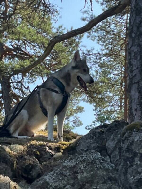 Hund - Tamaskan dog