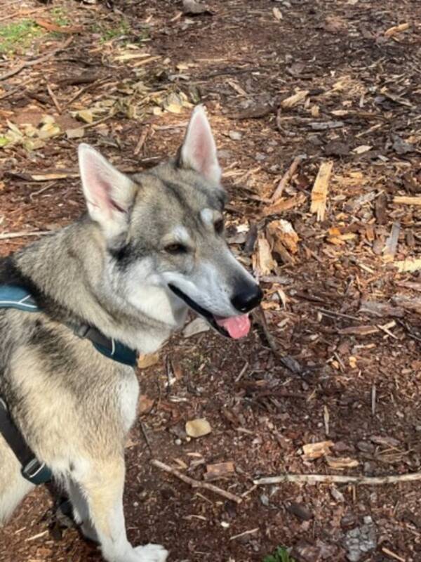 Hund - Tamaskan dog