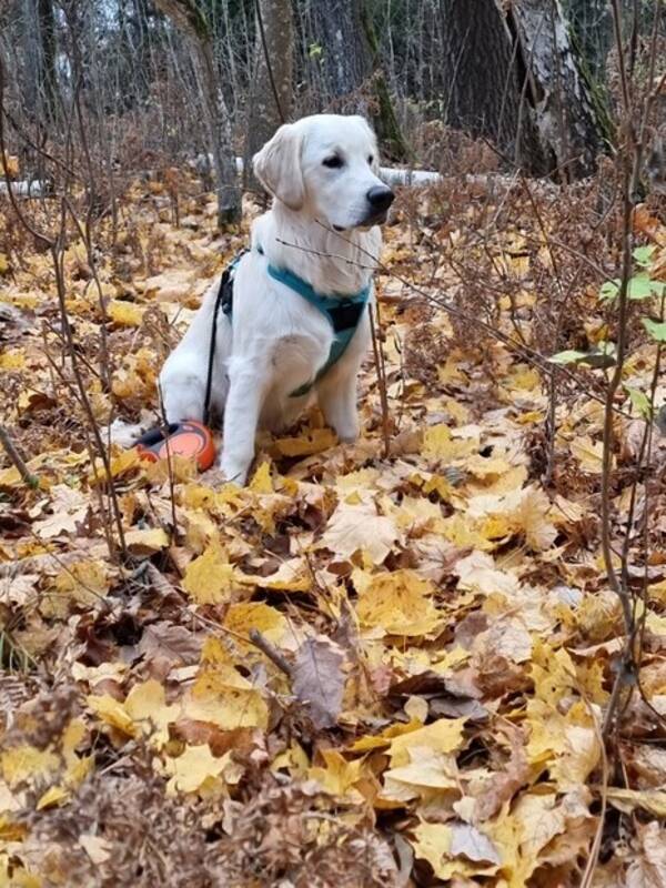 Hund - Golden Retriever Hampus