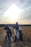Border Collie og golden retriever 