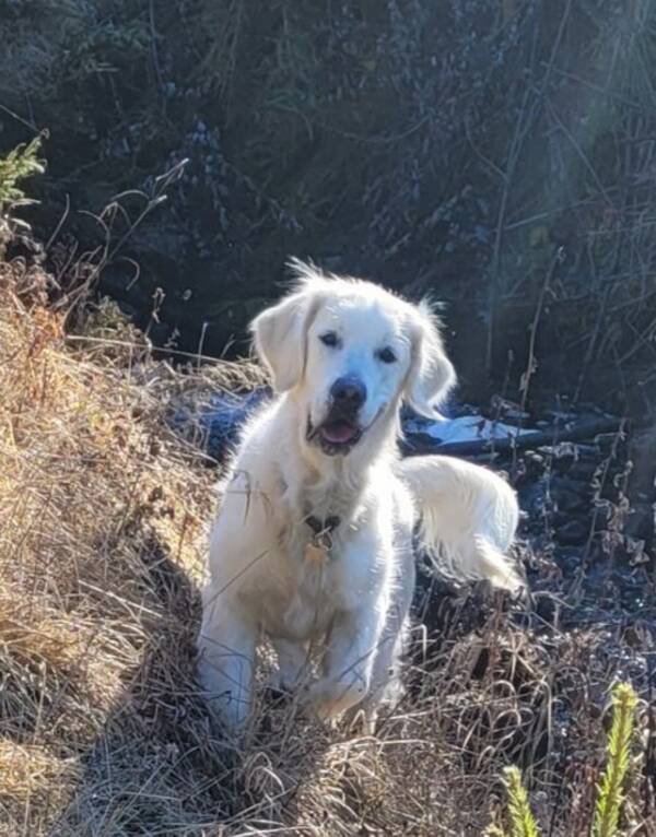 Hund - Border Collie og golden retriever 