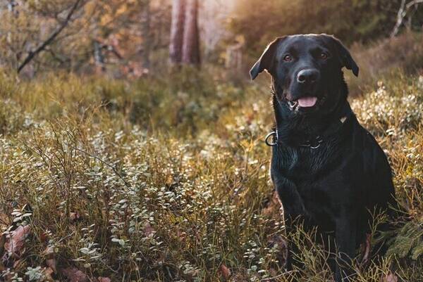 Hund - Labradoren Loke