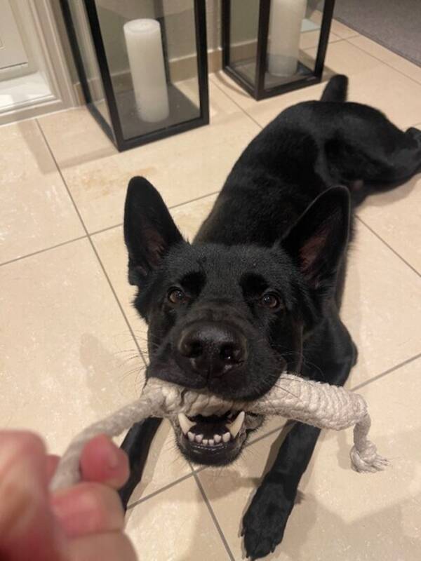 Hund - Schæfer Hund - Schæfer