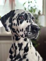 Dalmatinern Tula Dalmatinern Tula