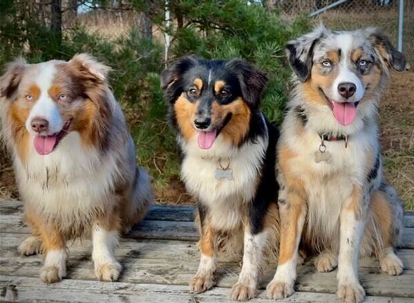 Hund - Australien Shepherd hund