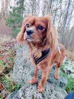 Benji cavalier Benji cavalier