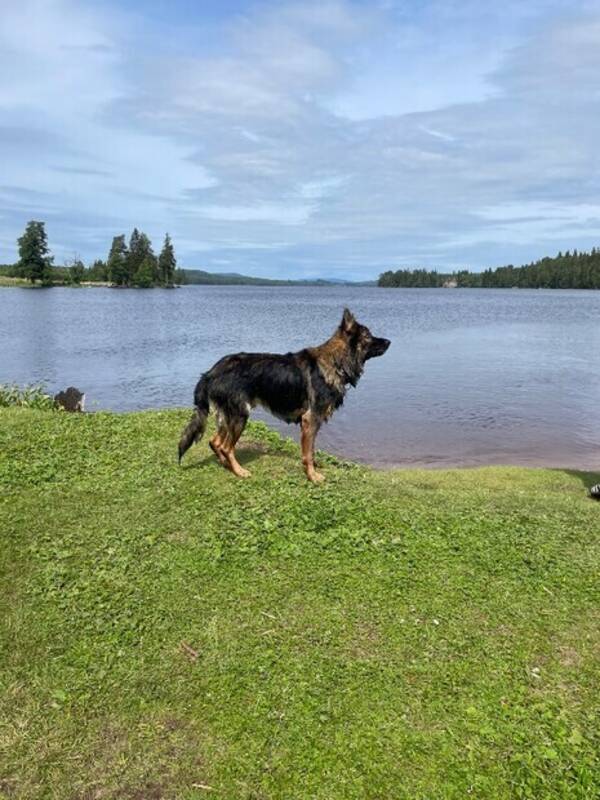 Hund - Tysk schfer blandning