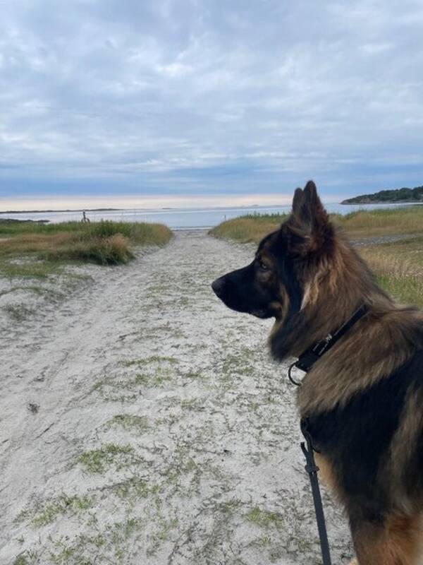 Hund - Tysk schfer blandning