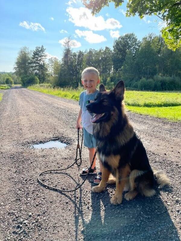 Hund - Tysk schfer blandning