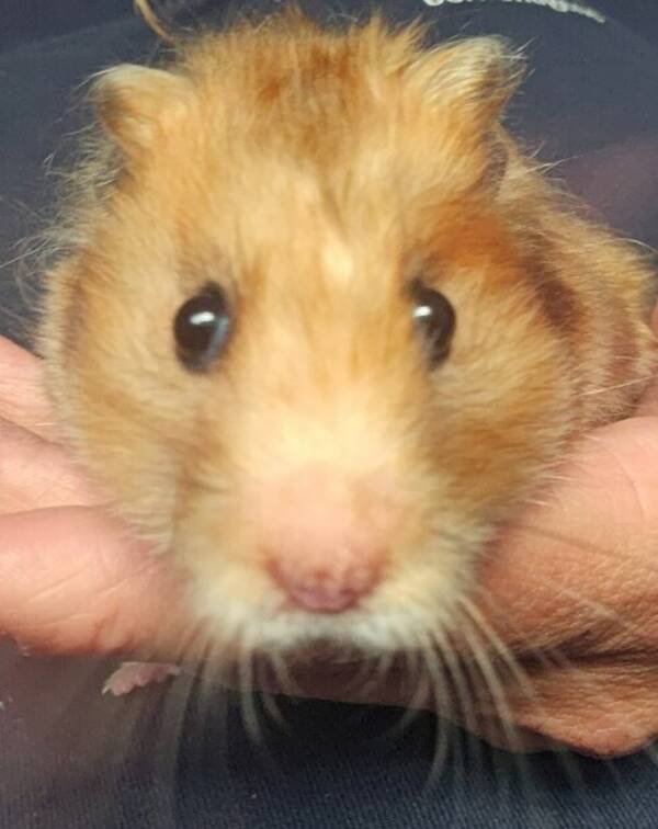 Annet - Molly Annet - Molly