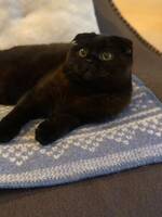 Katt -  