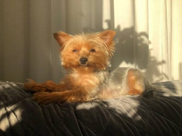 Hund - Yorkshireterrier 