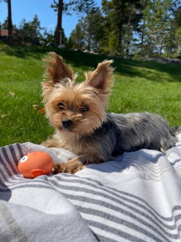 Hund - Yorkshireterrier 