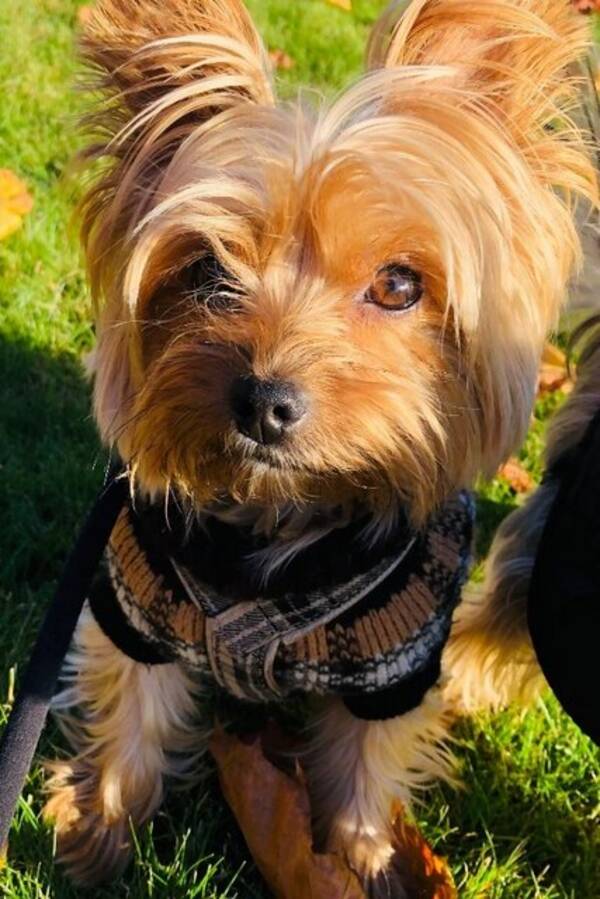 Hund - Yorkshireterrier 