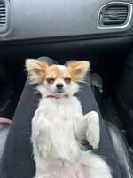 Chihuahua/papillon Luna Chihuahua/papillon Luna