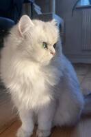 Fluffbollen Fluffbollen