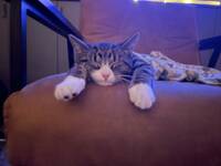 Katten kurr Katten kurr