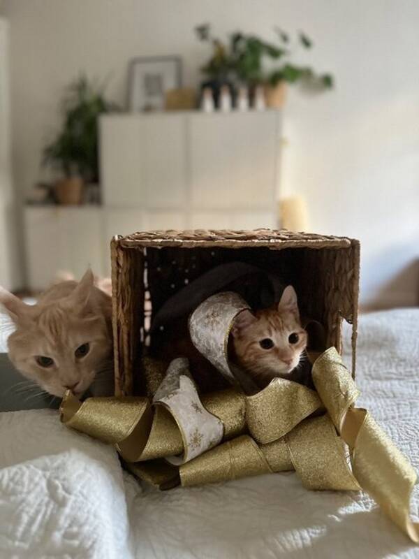 Katt - Albus, kattunge, ginger 