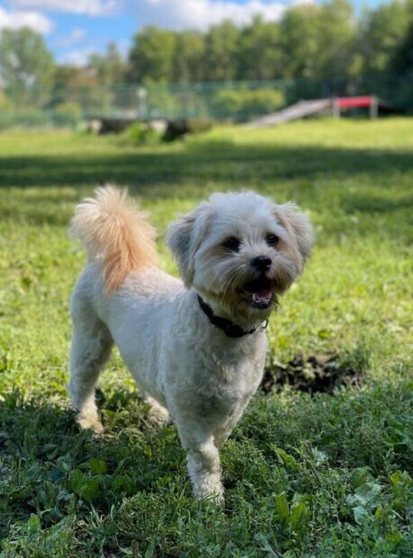 Hund - Cavapoo