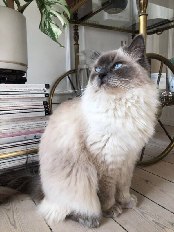Katt - Ragdoll katten Jackie Kennedy Katt - Ragdoll katten Jackie Kennedy