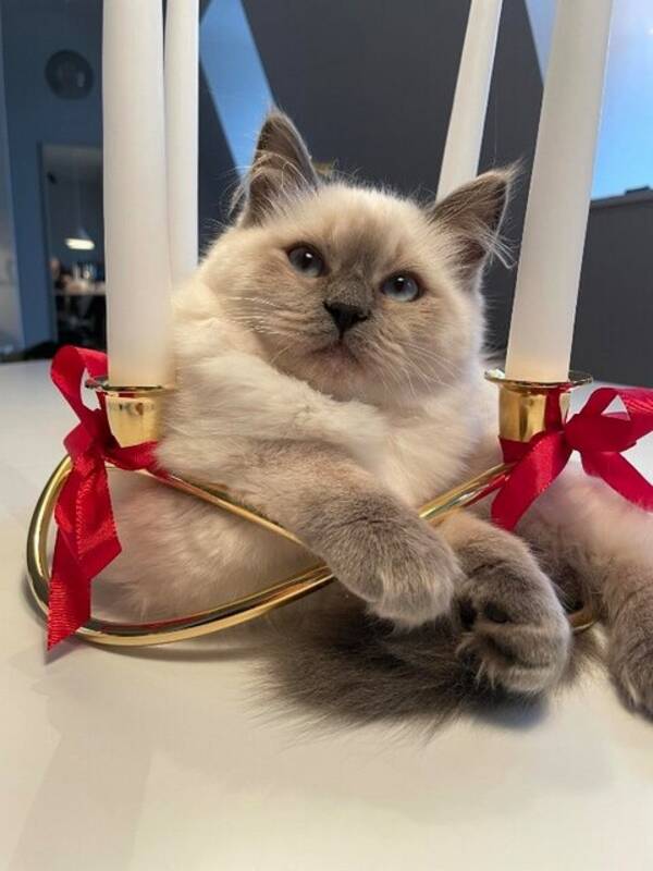 Katt - Ragdoll katten Jackie Kennedy Katt - Ragdoll katten Jackie Kennedy