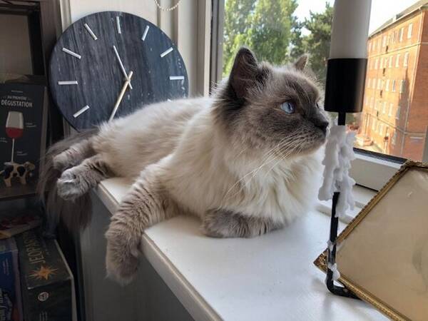 Katt - Ragdoll katten Jackie Kennedy