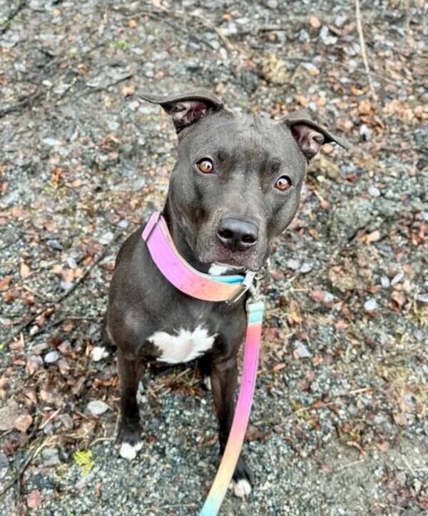 Hund - Staffshire bullterrier blandinh