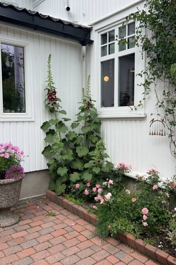 Hus - Hus i Drammen  Hus - Hus i Drammen