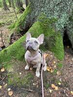 Frallan Lilli Frallan Lilli