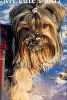 Yorkshireterrier Fiona Yorkshireterrier Fiona