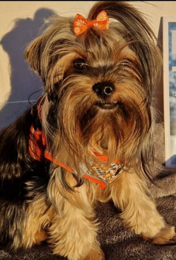 Hund - Yorkshireterrier Fiona