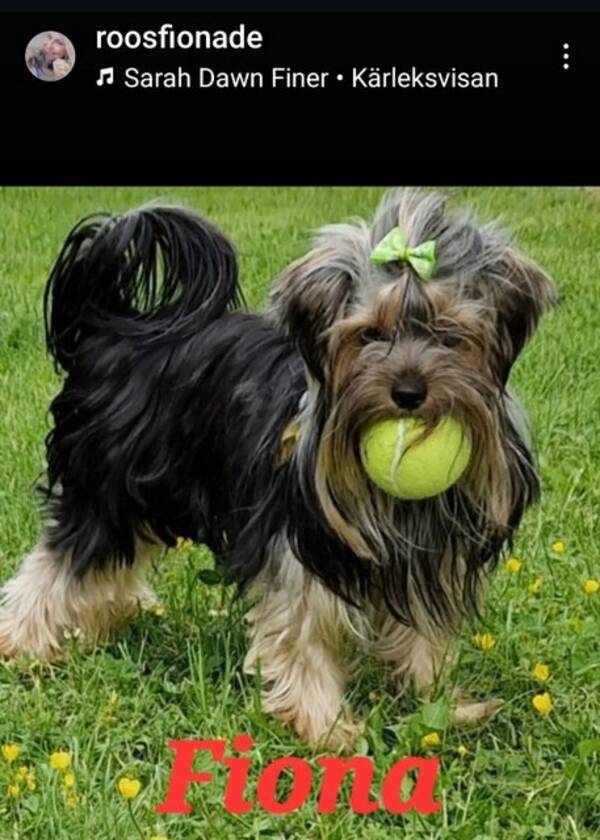 Hund - Yorkshireterrier Fiona