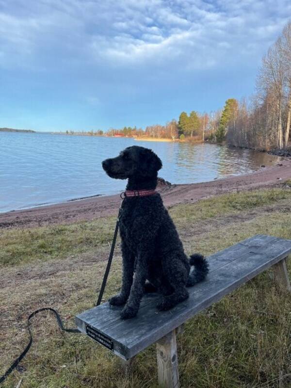 Hund - Golden doodle Leya