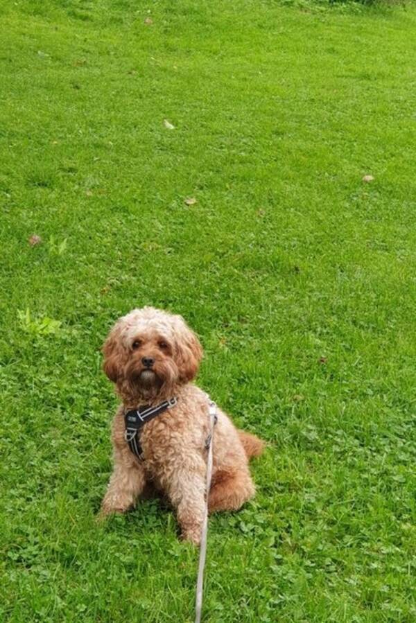 Hund - Sofus Cavapoo