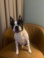 Boston terriern Reuben Boston terriern Reuben