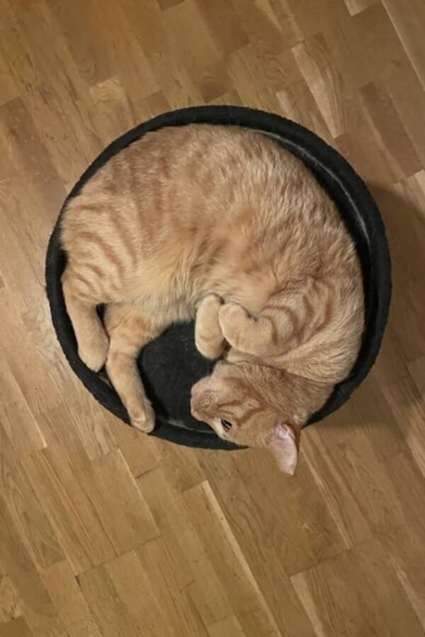 Katt - Klois Katt - Klois