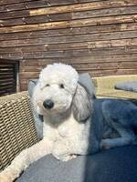 Old English sheep dog