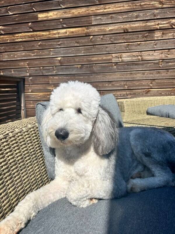 Hund - Old English sheep dog