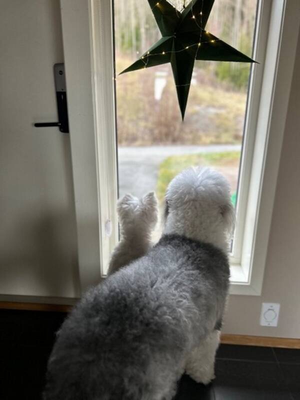 Hund - Old English sheep dog