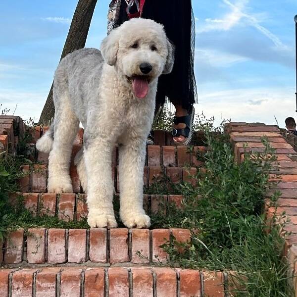 Hund - Old English sheep dog