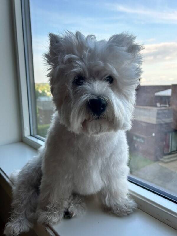 Hund - Westie terrier 