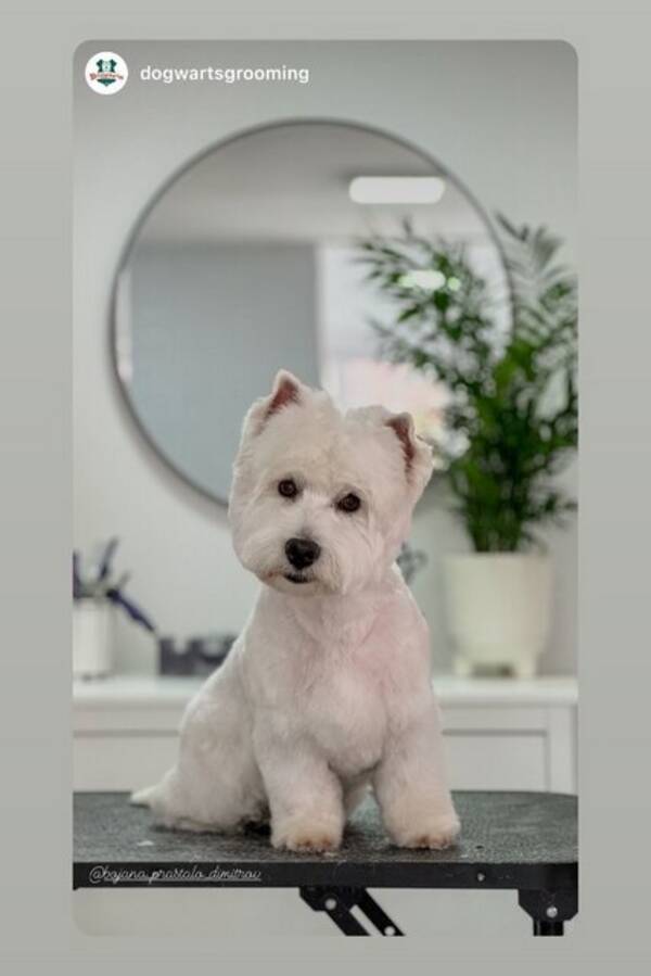 Hund - Westie terrier 
