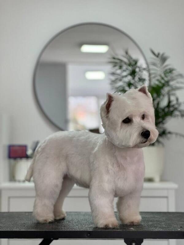 Hund - Westie terrier  Hund - Westie terrier