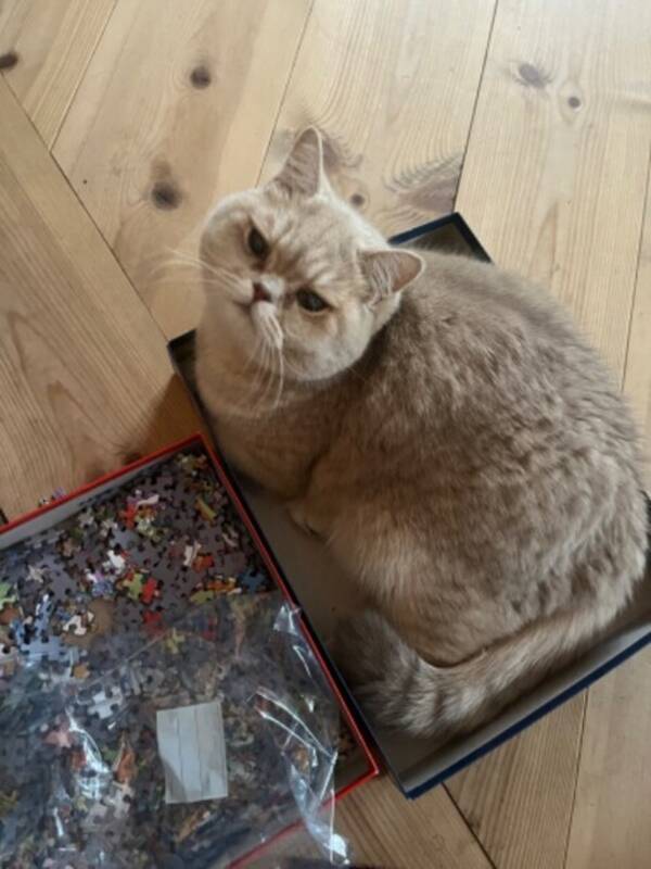 Katt - Brittiskt korthår  Katt - Brittiskt korthår