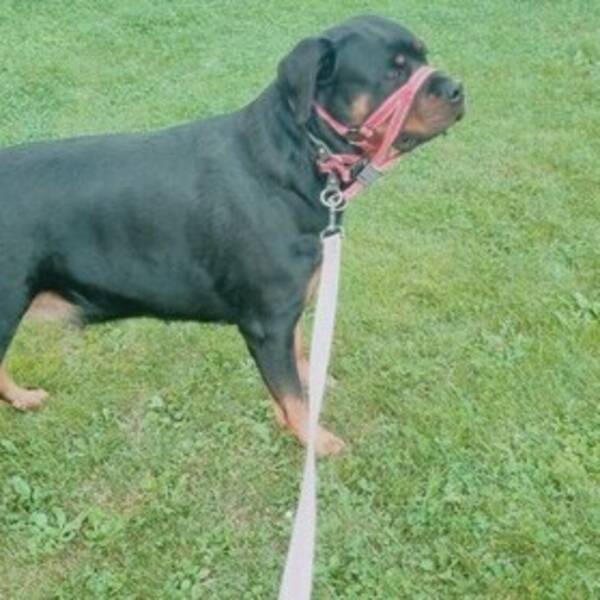 Hund - Rottweilern Tesla