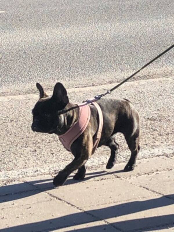 Hund - Frallan Dolly!