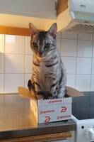 Ocikatten Bosse Ocikatten Bosse