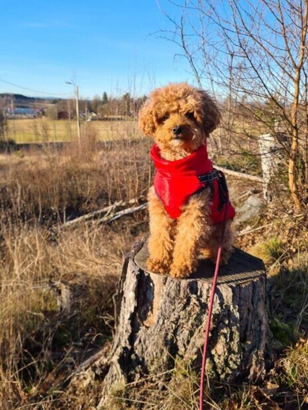 Hund - Luna, Maltipoo Hund - Luna, Maltipoo