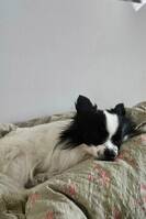 Spets Ellie Spets Ellie