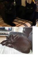 Zingo och Morris Zingo och Morris